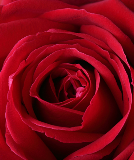 Les roses rouges - symbole d'amour et de passion.